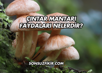 Çıntar Mantarı Faydaları Nelerdir?