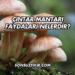Çıntar Mantarı Faydaları Nelerdir?