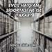 Evcil Hayvan Sigortası Ne İşe Yarar?