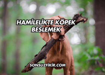 Hamilelikte Köpek Beslemek