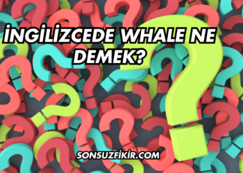İngilizcede Whale Ne Demek?