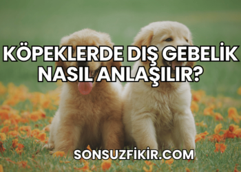 Köpeklerde Dış Gebelik Nasıl Anlaşılır?