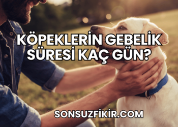 Köpeklerin Gebelik Süresi Kaç Gün?