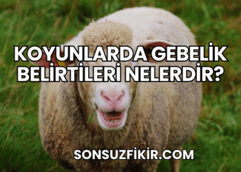 Koyunlarda Gebelik Belirtileri Nelerdir?