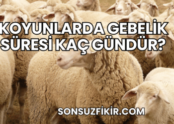 Koyunlarda Gebelik Süresi Kaç Gündür?