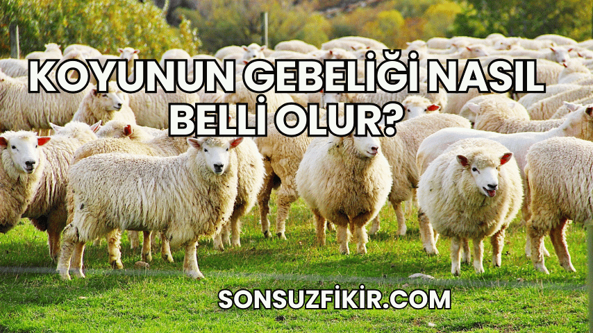 Koyunun Gebeliği Nasıl Belli Olur?