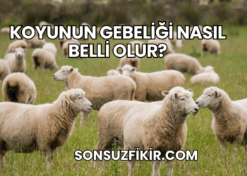 Koyunun Gebeliği Nasıl Belli Olur?