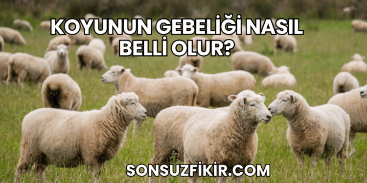 Koyunun Gebeliği Nasıl Belli Olur?