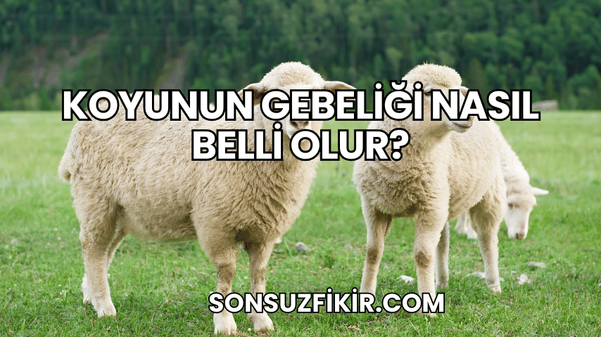 Koyunun Gebeliği Nasıl Belli Olur?