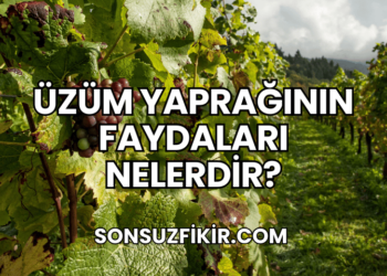 Üzüm Yaprağının Faydaları Nelerdir?